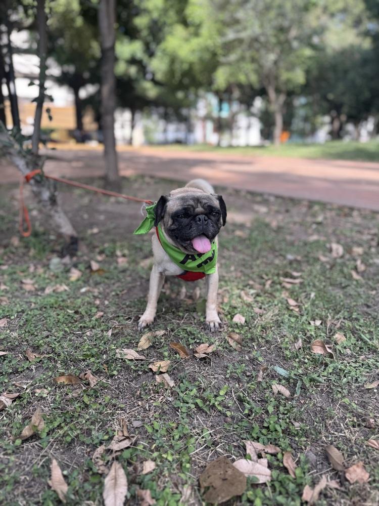 Enlarge Charles, a Adoptable Pug in Gig Harbor, WA image 4/6