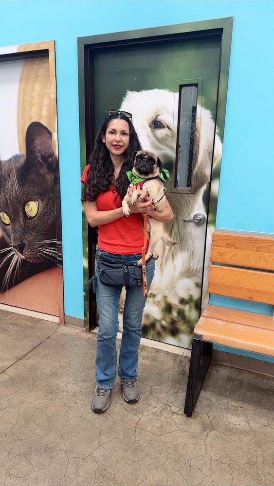 Enlarge Charles, a Adoptable Pug in Gig Harbor, WA image 5/6