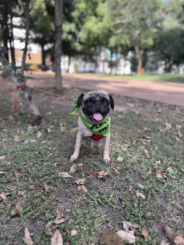Enlarge Charles, a Adoptable Pug in Gig Harbor, WA image 6/6