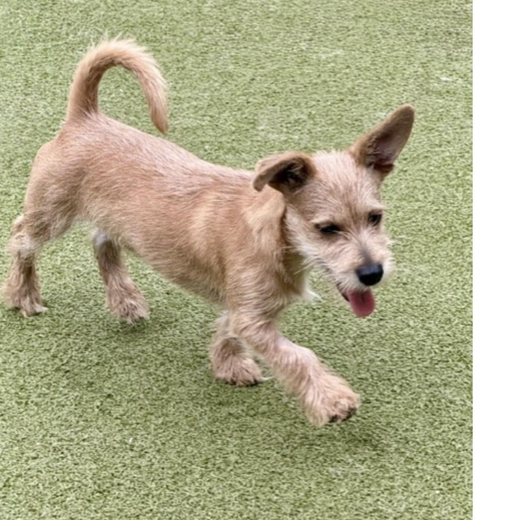 Enlarge DENNNIS, a Adoptable mixed breed in arlington, TN image 6/6
