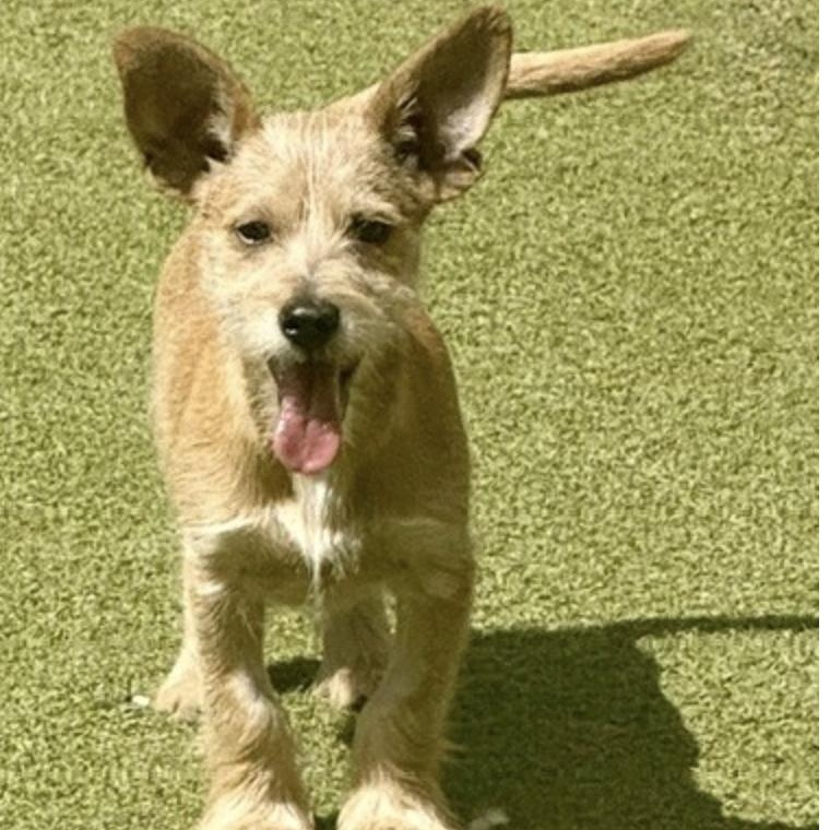 Enlarge DENNNIS, a Adoptable mixed breed in arlington, TN image 3/6