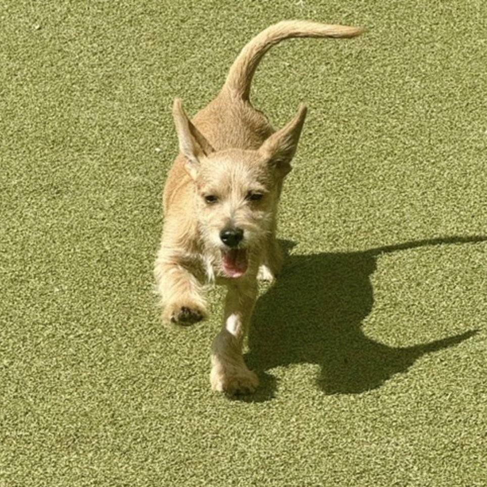 Enlarge DENNNIS, a Adoptable mixed breed in arlington, TN image 4/6