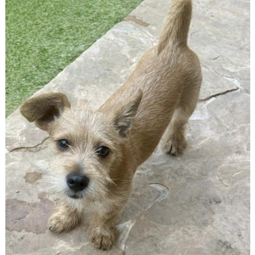 DENNNIS, Adoptable, Puppy Male Terrier.
