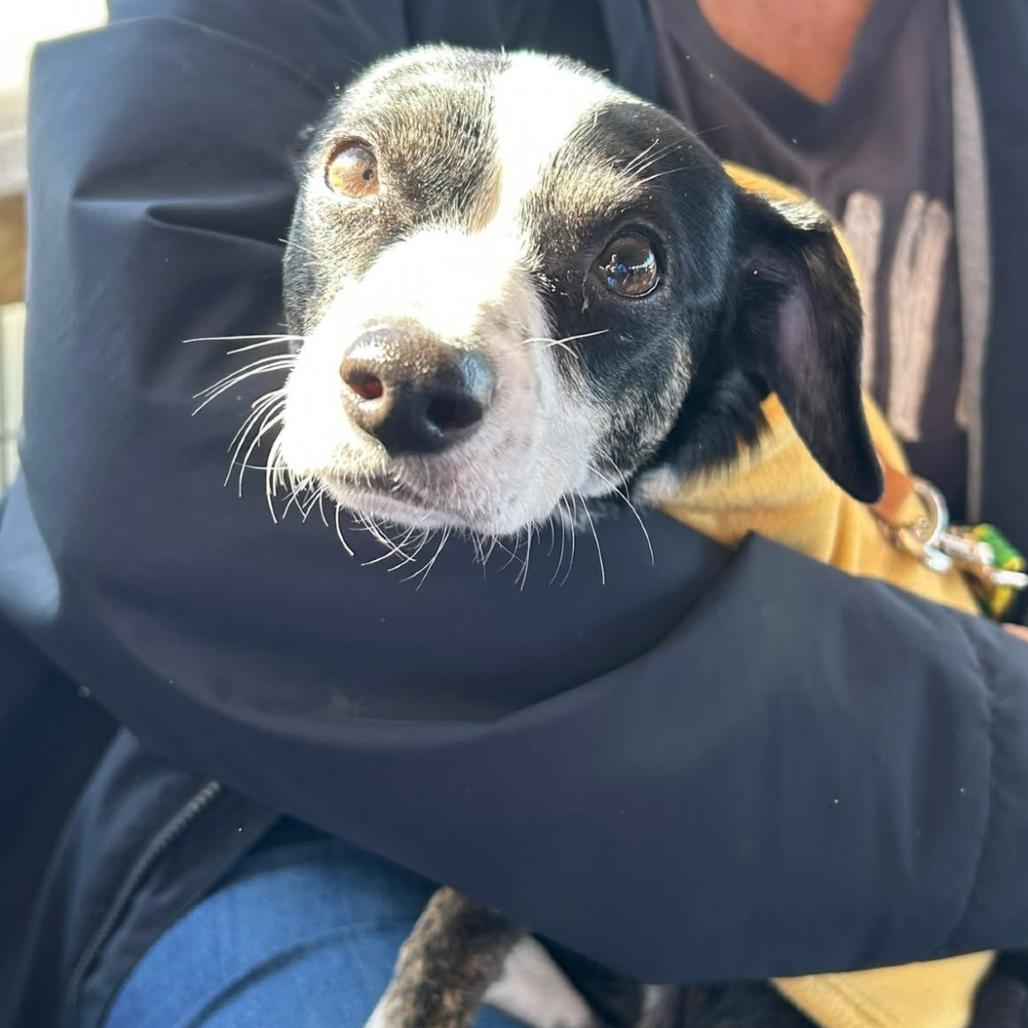 Lizzo, Adoptable, Young Female Chihuahua.