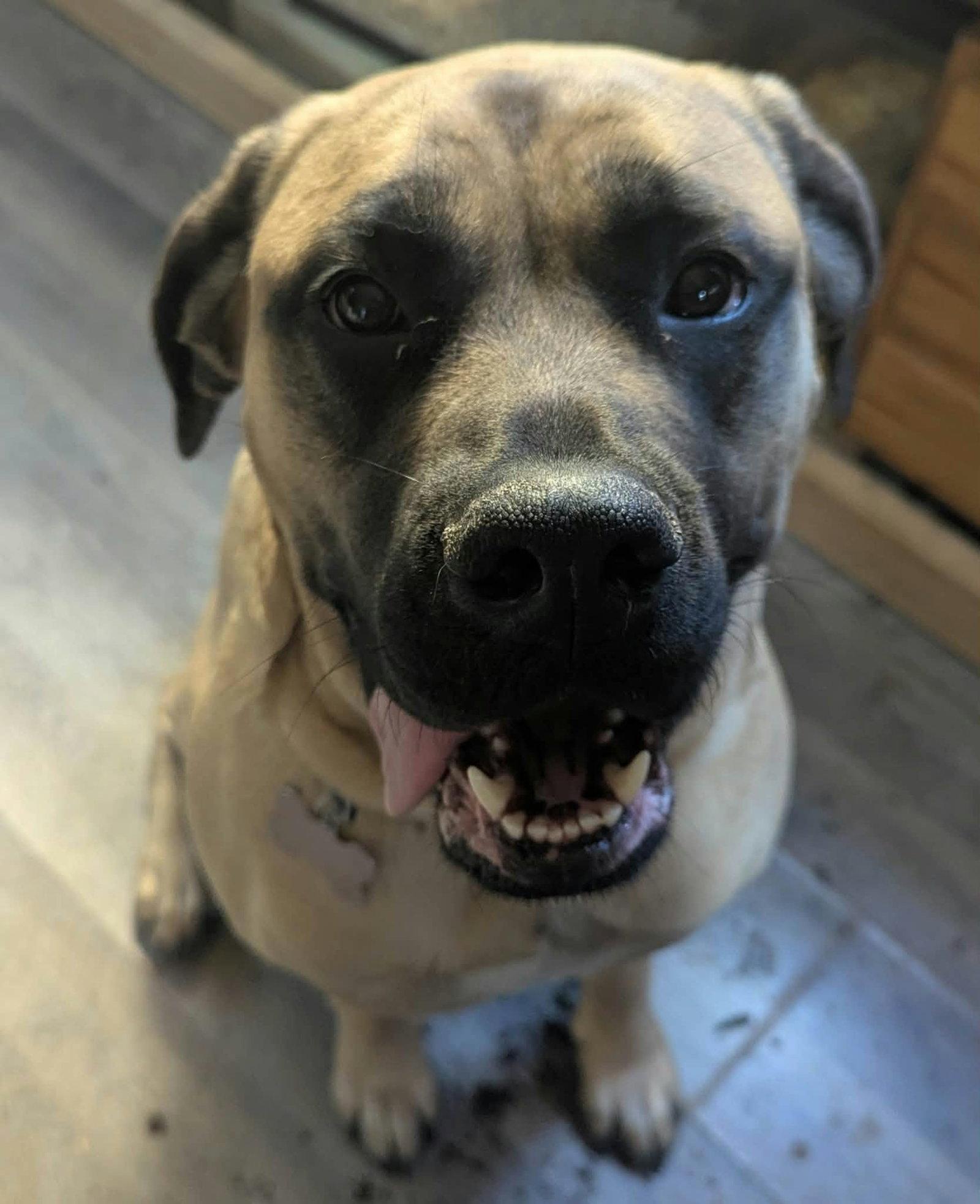 Enlarge Sunny *foster/adopter needed*, a Adoptable Mastiff in Crystal, MN image 1/1