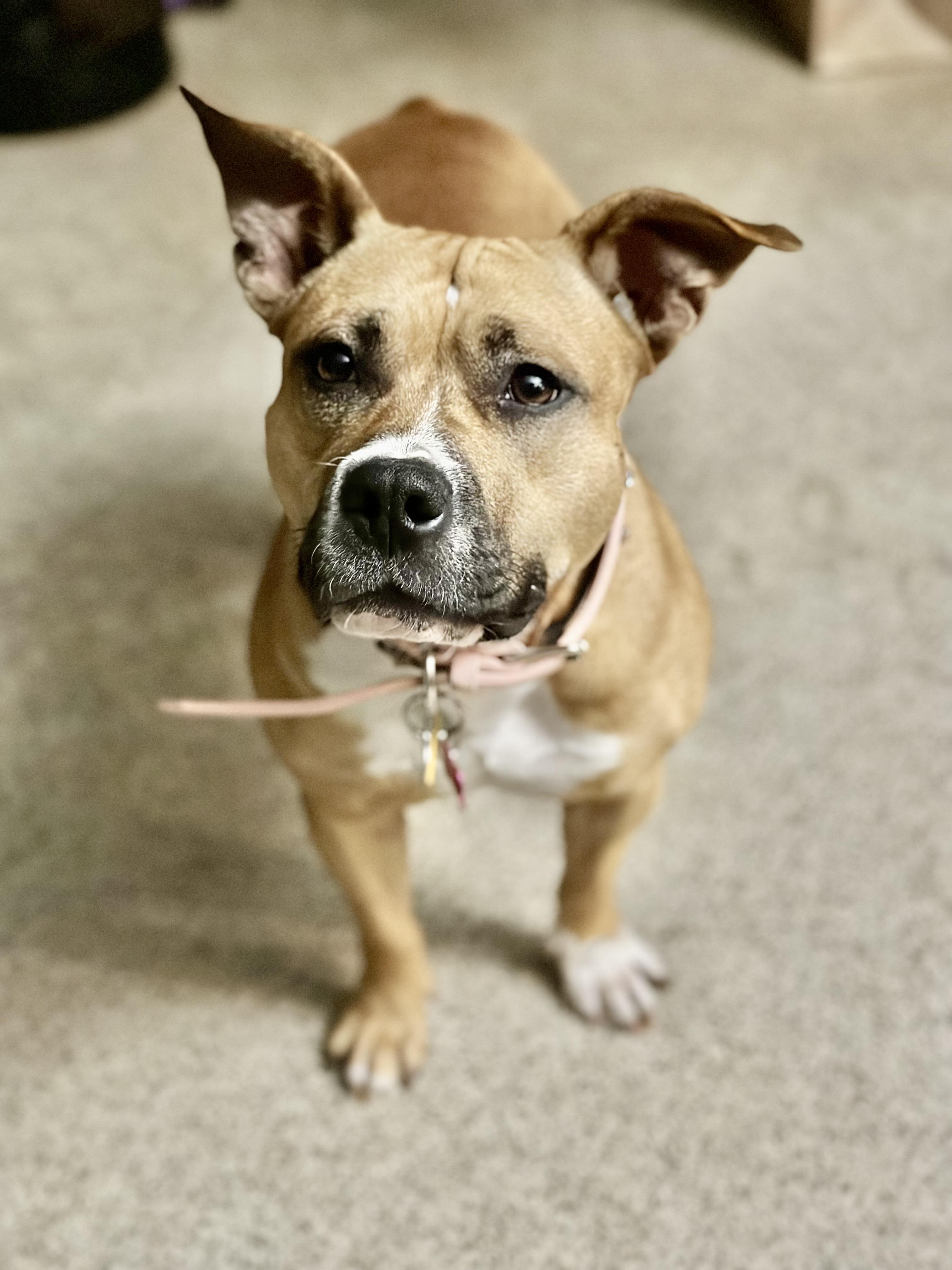 Dolly, Adoptable, Young Female American Bully.
