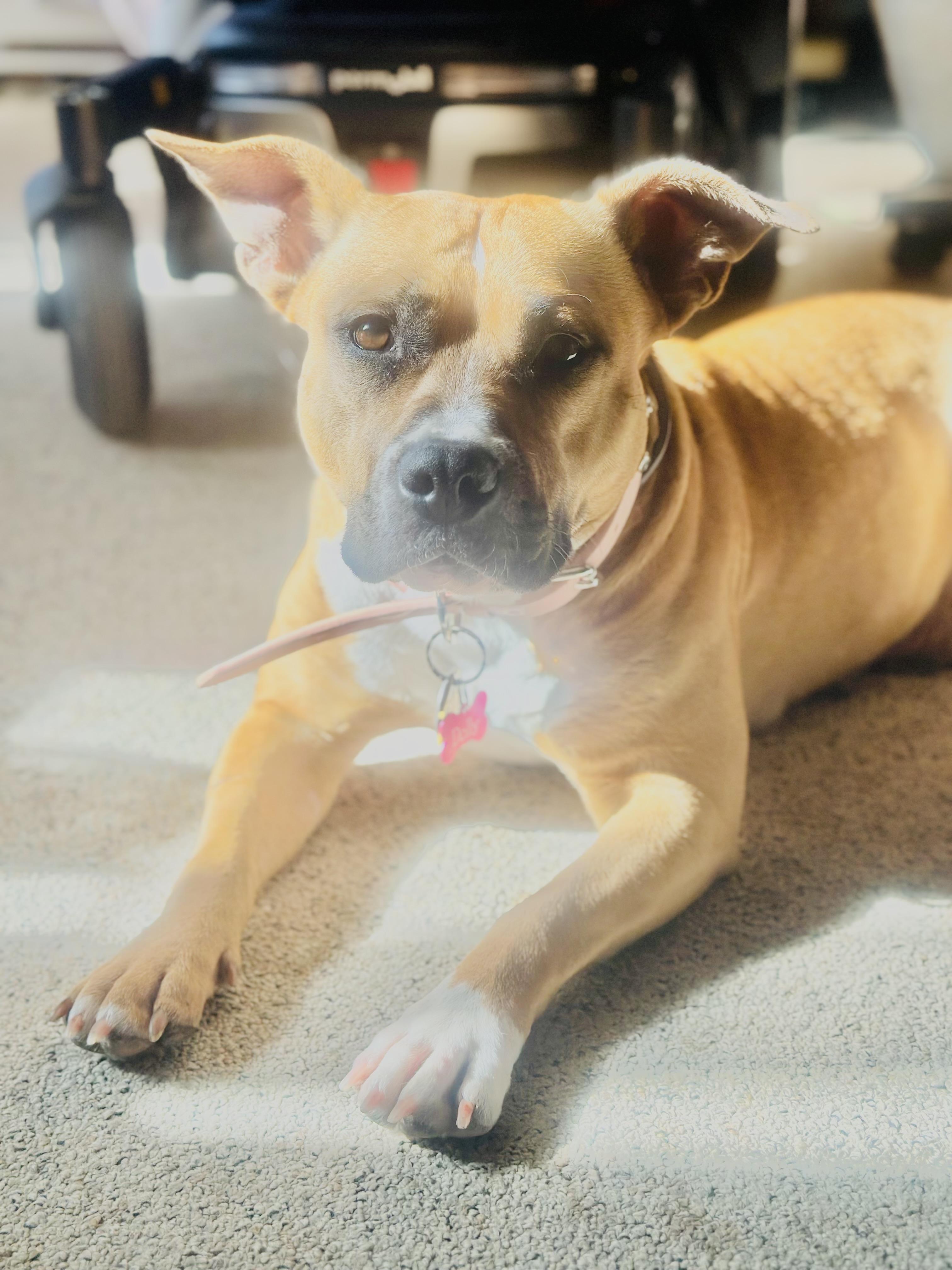 Enlarge Dolly, a Adoptable American Bully in Cameron, NC image 3/6