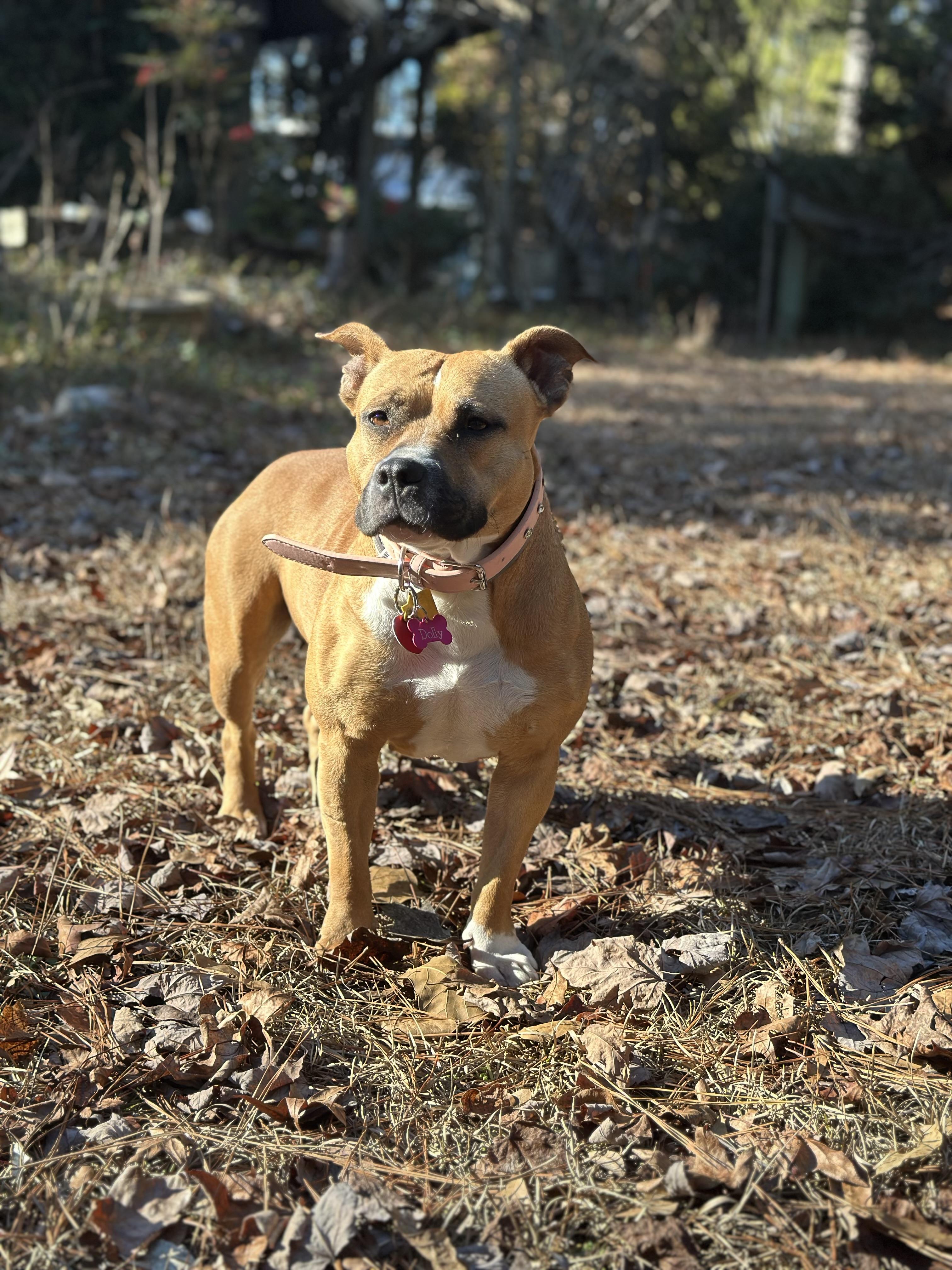 Enlarge Dolly, a Adoptable American Bully in Cameron, NC image 4/6