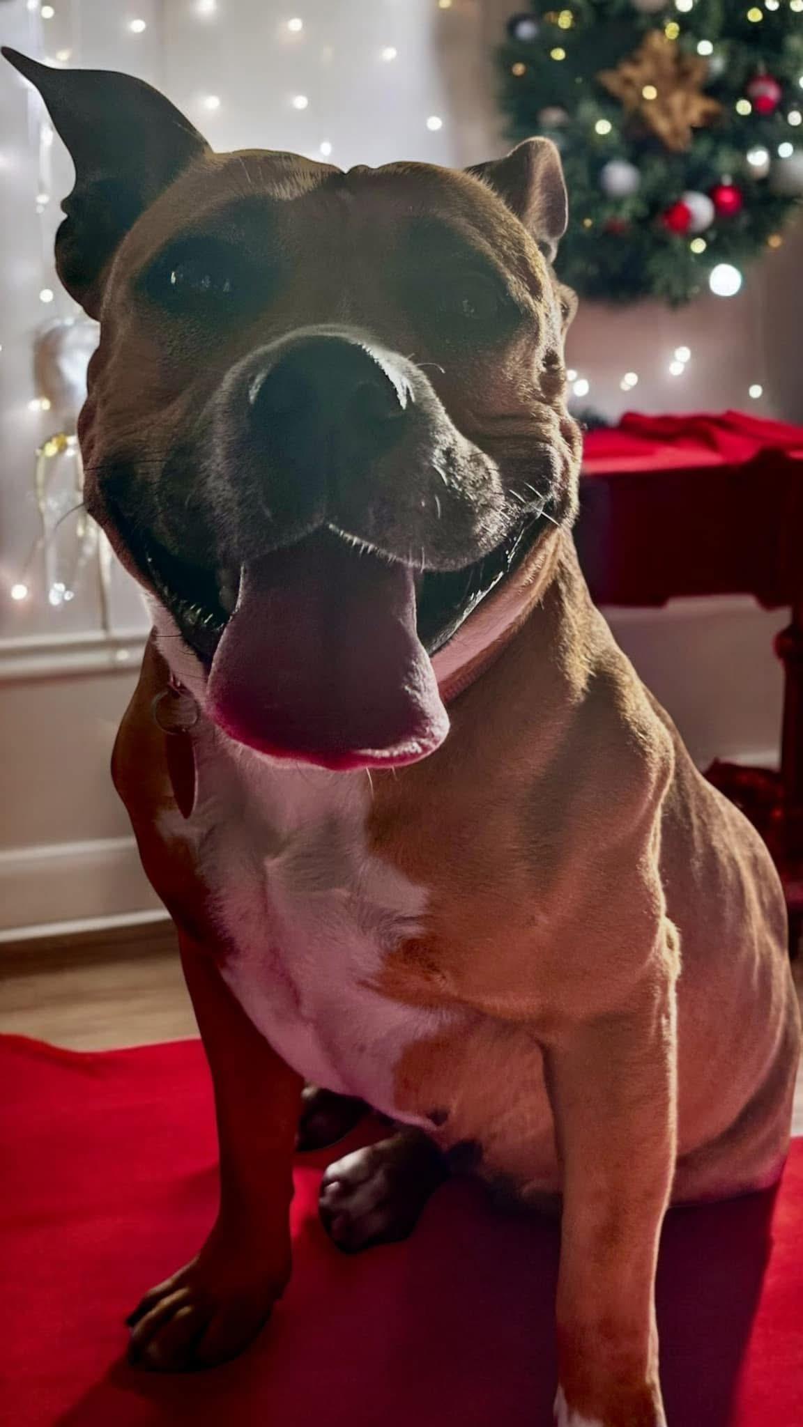 Enlarge Dolly, a Adoptable American Bully in Cameron, NC image 1/6