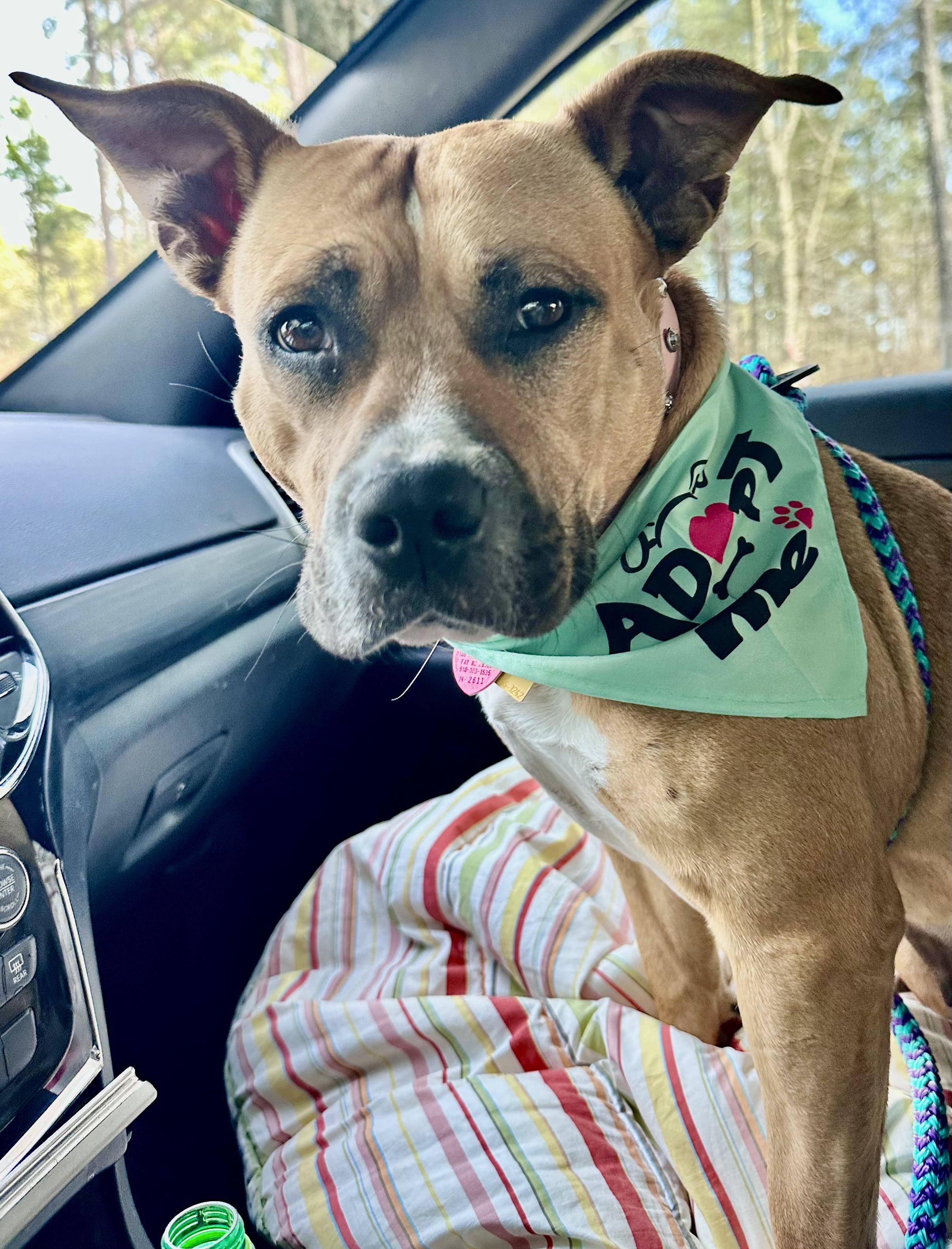 Enlarge Dolly, a Adoptable American Bully in Cameron, NC image 6/6