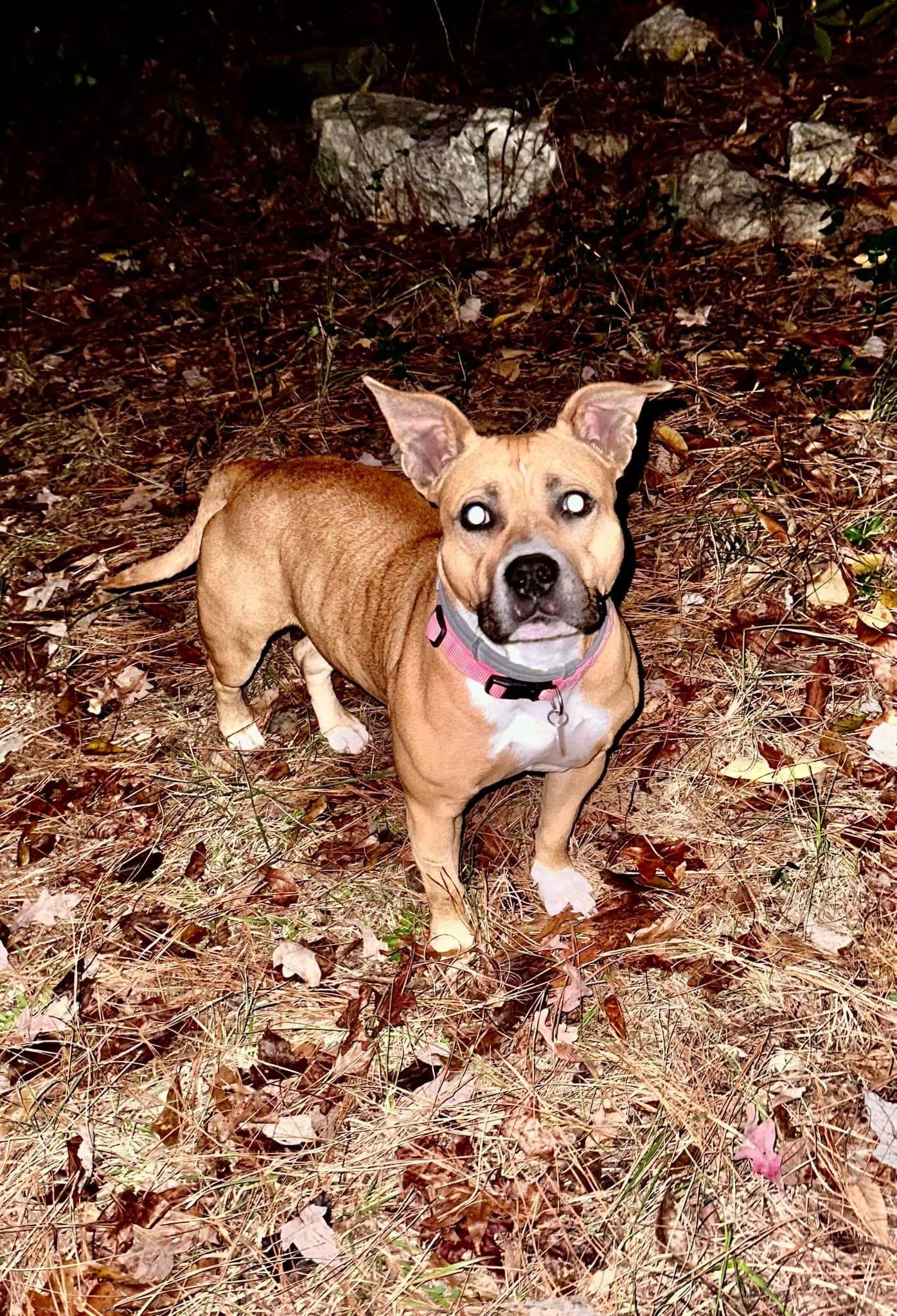 Enlarge Dolly, a Adoptable American Bully in Cameron, NC image 2/6