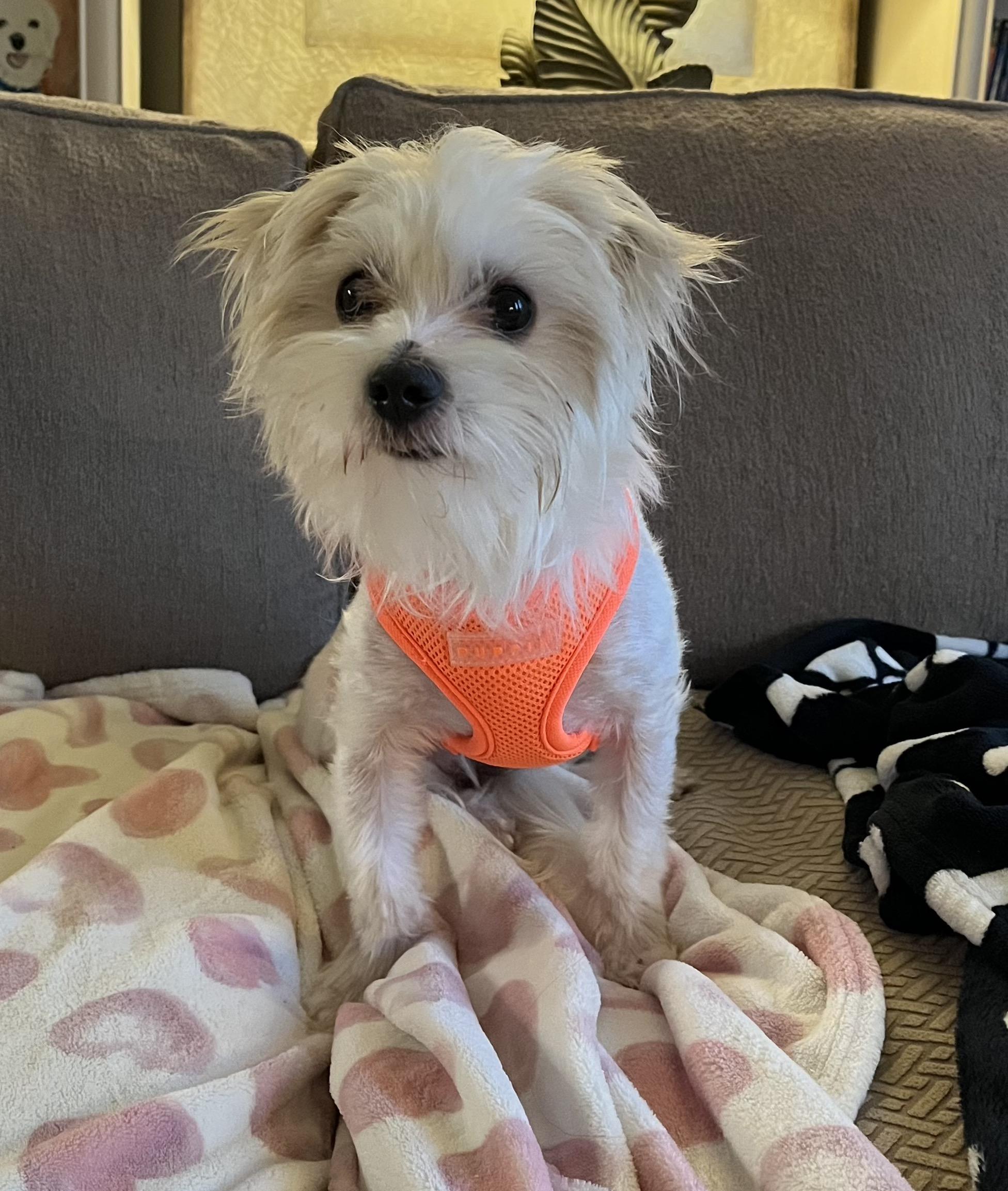 Enlarge Leo, a Adoptable mixed breed in Orlando, FL image 2/4