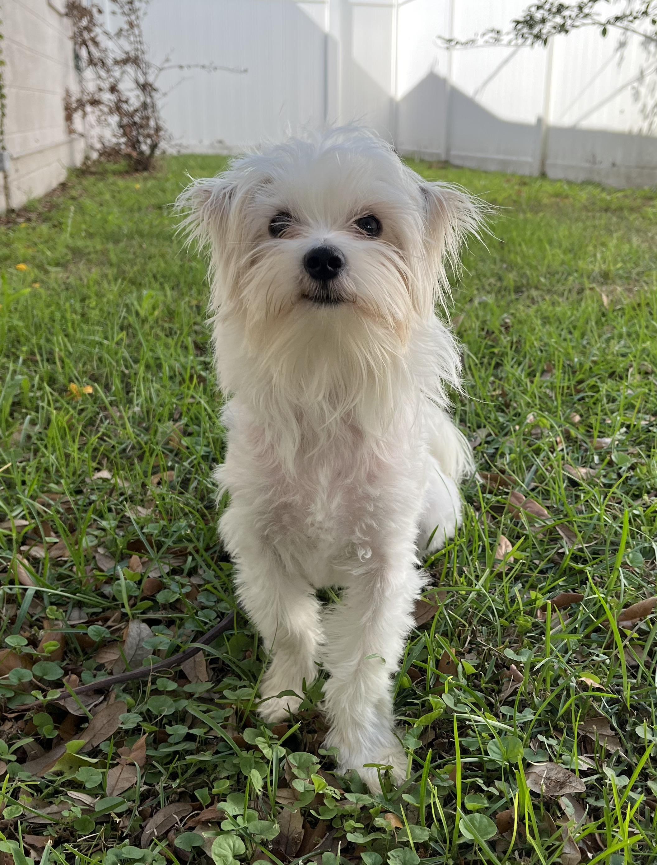 Enlarge Leo, a Adoptable mixed breed in Orlando, FL image 3/4