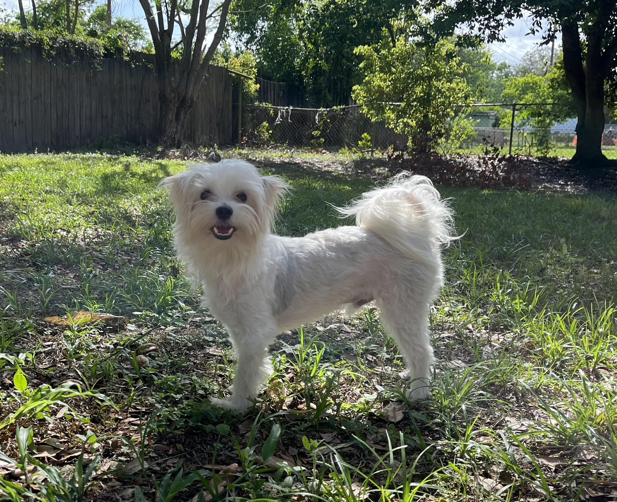 Enlarge Leo, a Adoptable mixed breed in Orlando, FL image 4/4