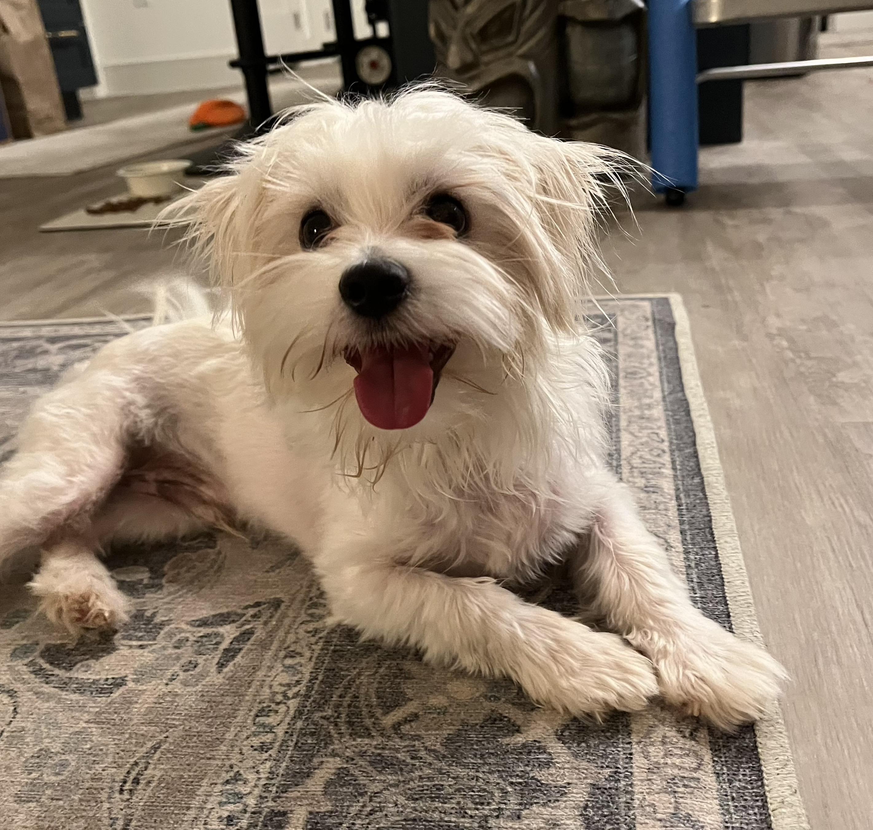 Leo, Adoptable, Adult Male Maltese.