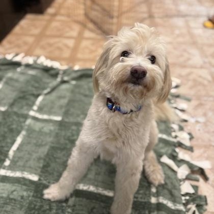 Enlarge Colby Jack, a ADOPTABLE mixed breed in Worcester, MA image 1/1