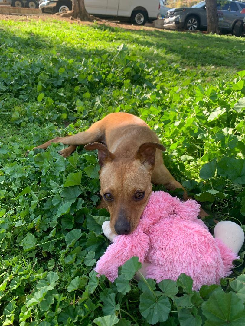 Foxy, a Adoptable Chihuahua in San Ysidro, CA image 5/5