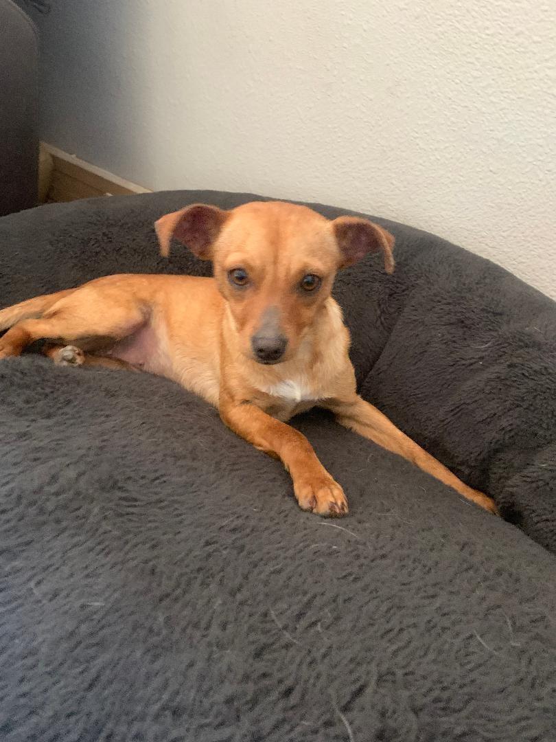 Foxy, a Adoptable Chihuahua in San Ysidro, CA image 3/5
