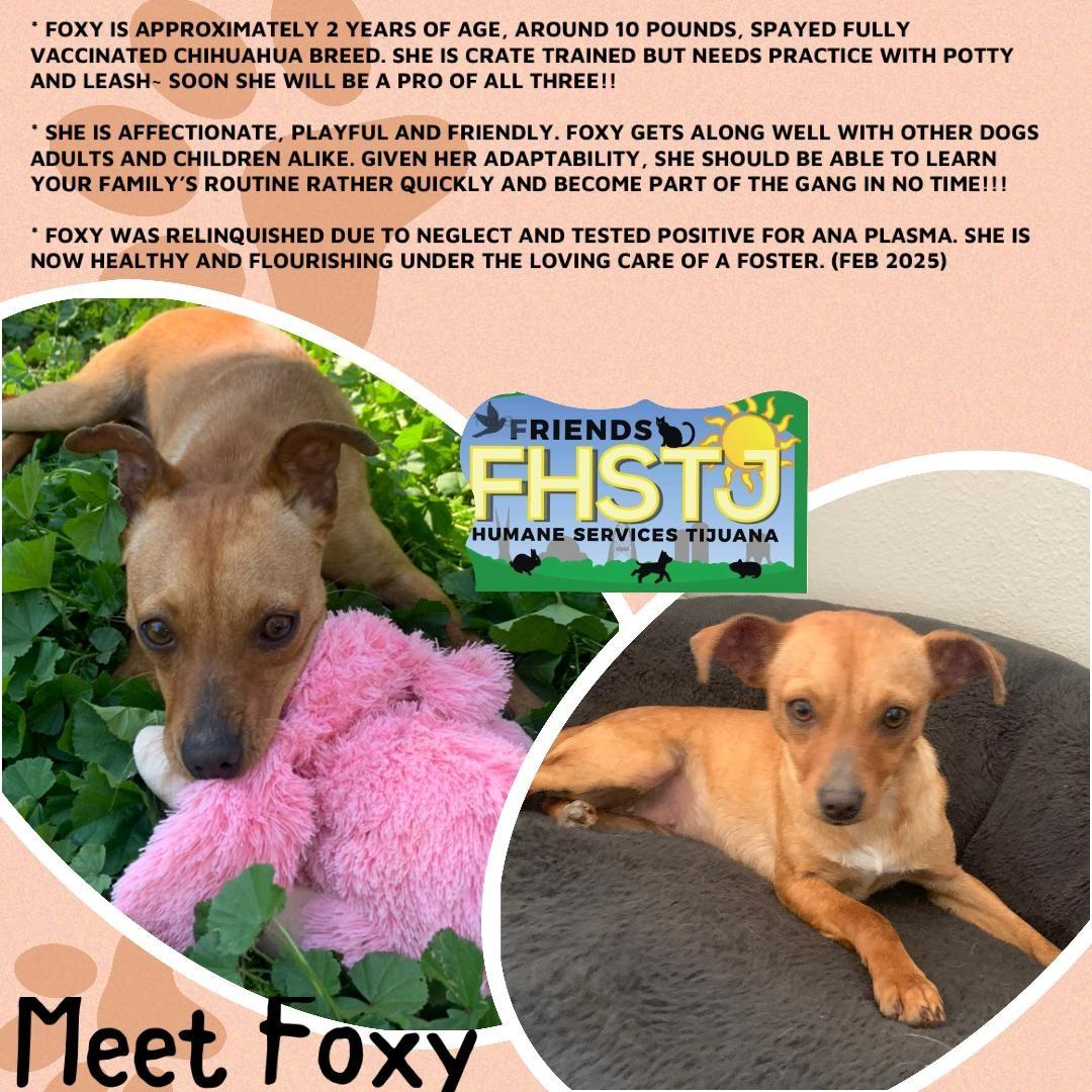 Foxy, a Adoptable Chihuahua in San Ysidro, CA image 1/5