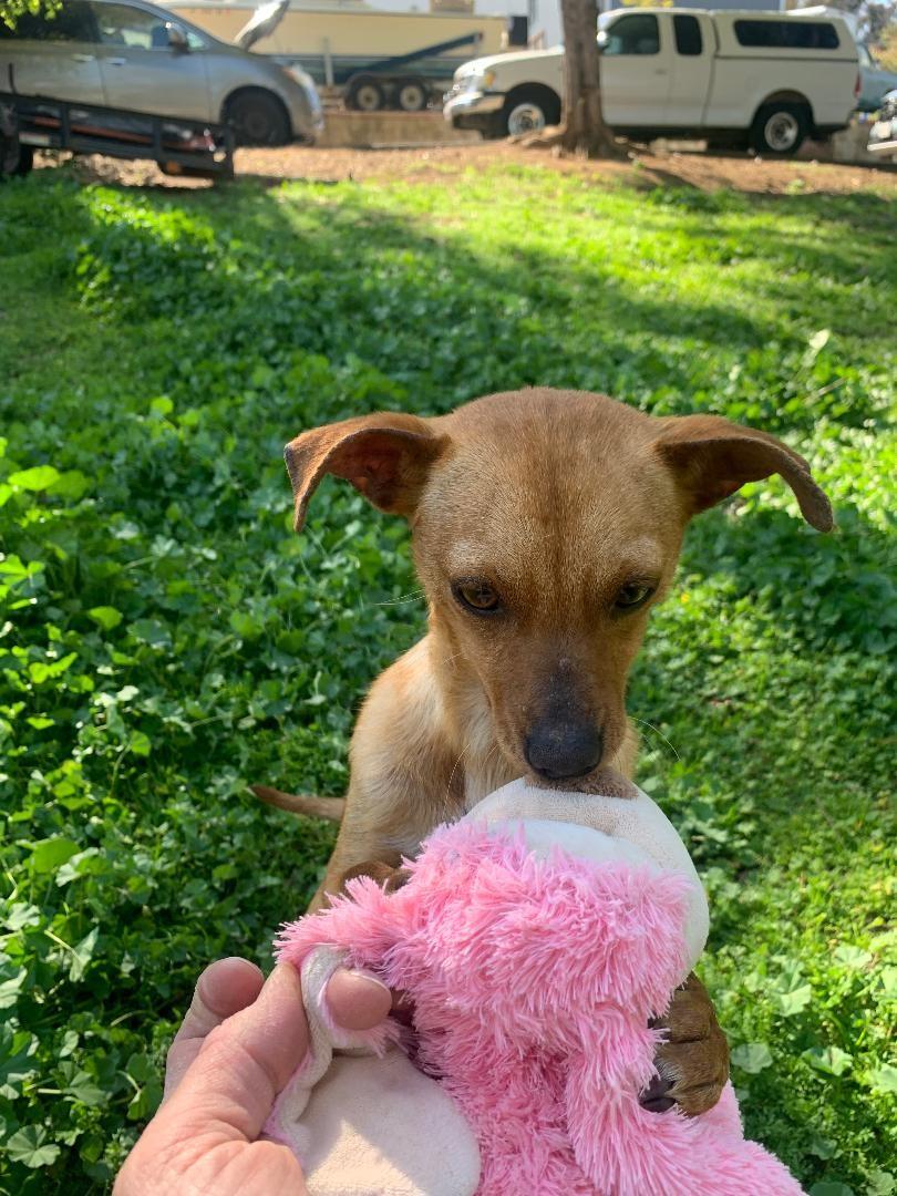 Foxy, a Adoptable Chihuahua in San Ysidro, CA image 2/5