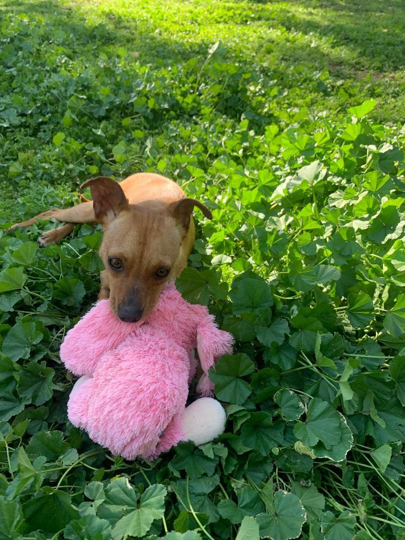 Foxy, a Adoptable Chihuahua in San Ysidro, CA image 4/5