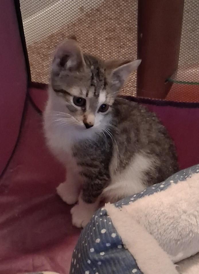 Enlarge August, a Adoptable Domestic Short Hair in Avon, NY image 2/2