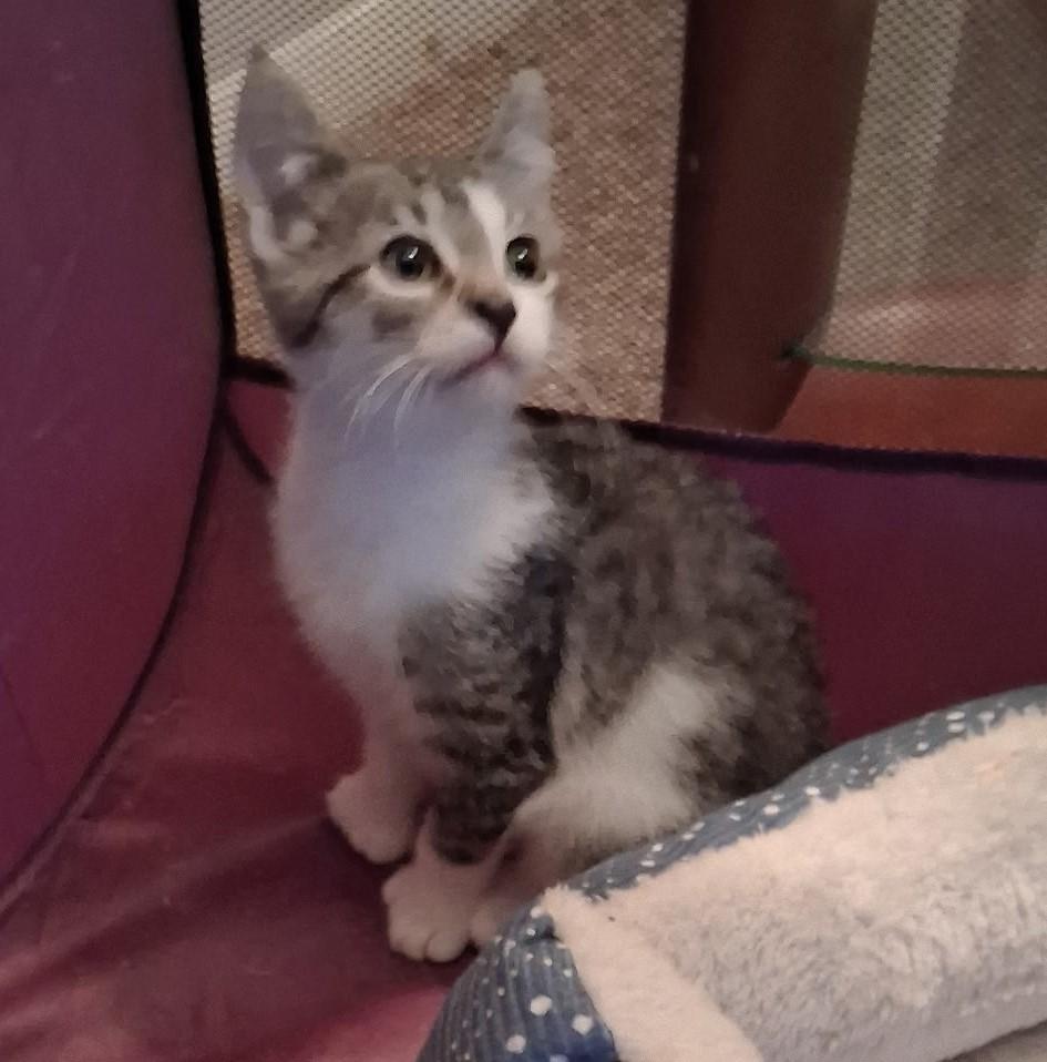 August, Adoptable, Kitten Female Domestic Short Hair.