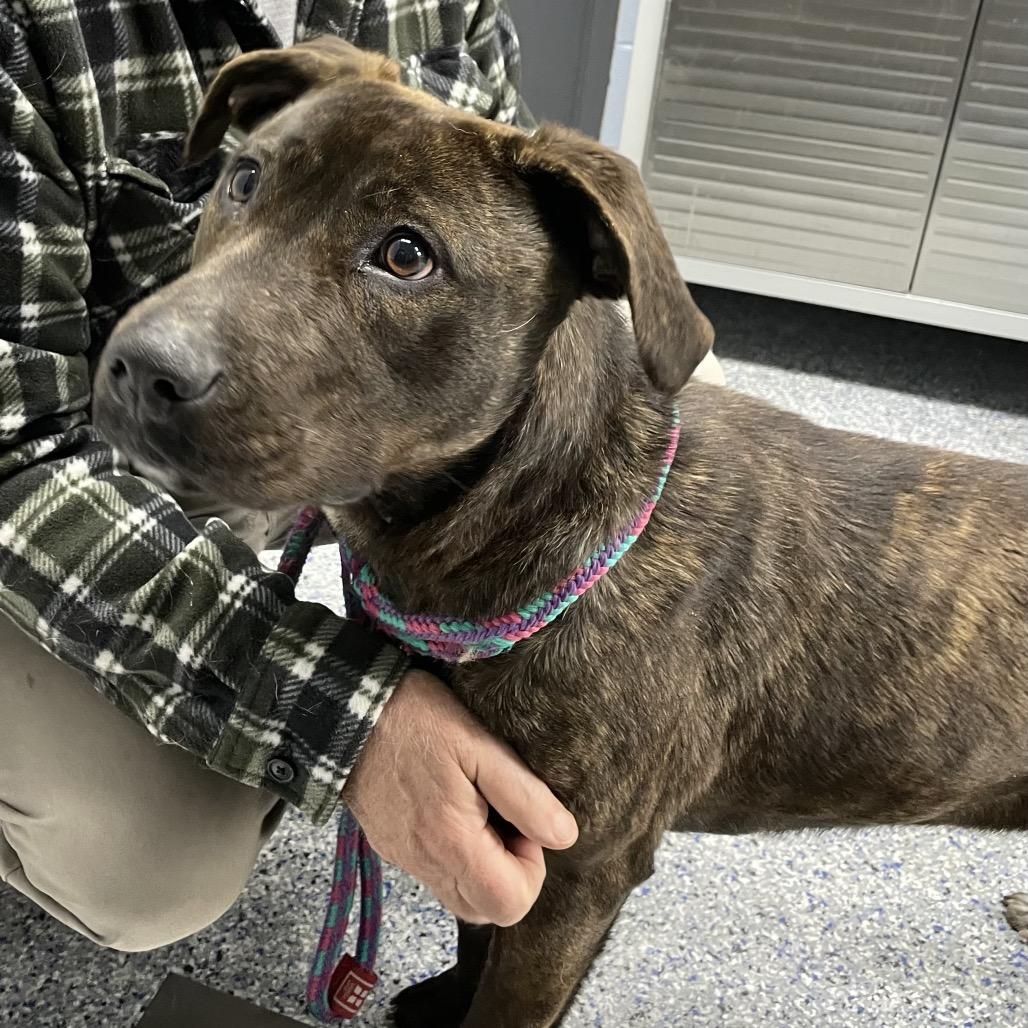 Enlarge Nector 26-0095, a Adoptable Mixed Breed in Yanceyville, NC image 1/1