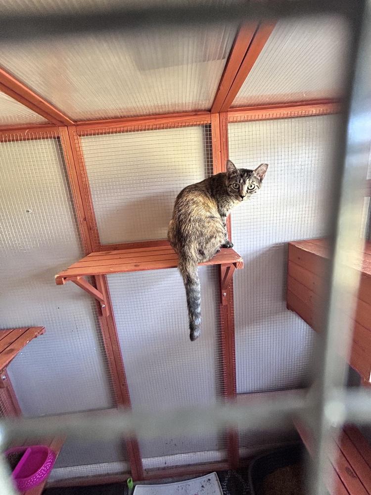 Glena (Glen Litter), Adoptable, Adult Female Domestic Short Hair.