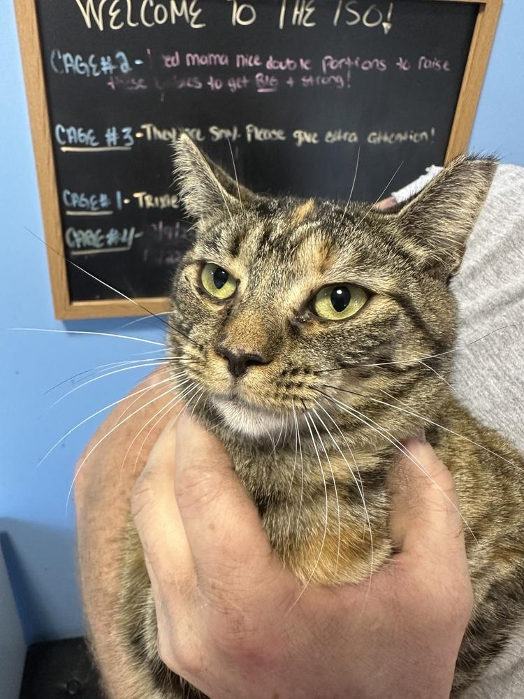 Enlarge Glena (Glen Litter), a Adoptable Domestic Short Hair in Telford, PA image 2/2