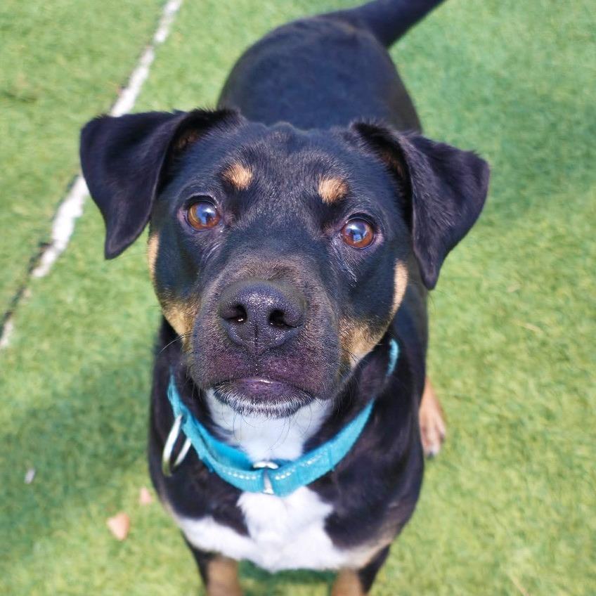 Enlarge Fungi, a Adoptable Mixed Breed in Galveston, TX image 1/4