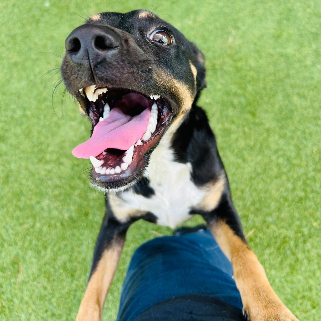 Enlarge Fungi, a Adoptable Mixed Breed in Galveston, TX image 2/4