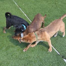 Enlarge Fungi, a Adoptable Mixed Breed in Galveston, TX image 3/4