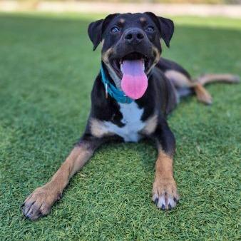 Enlarge Fungi, a Adoptable Mixed Breed in Galveston, TX image 4/4