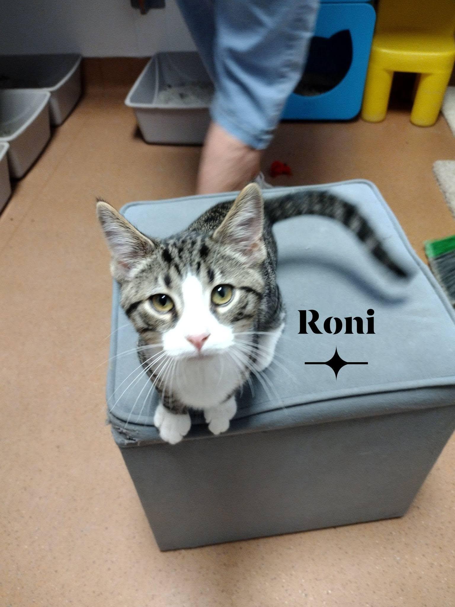 Roni, ADOPTABLE, Young Male Domestic Short Hair.