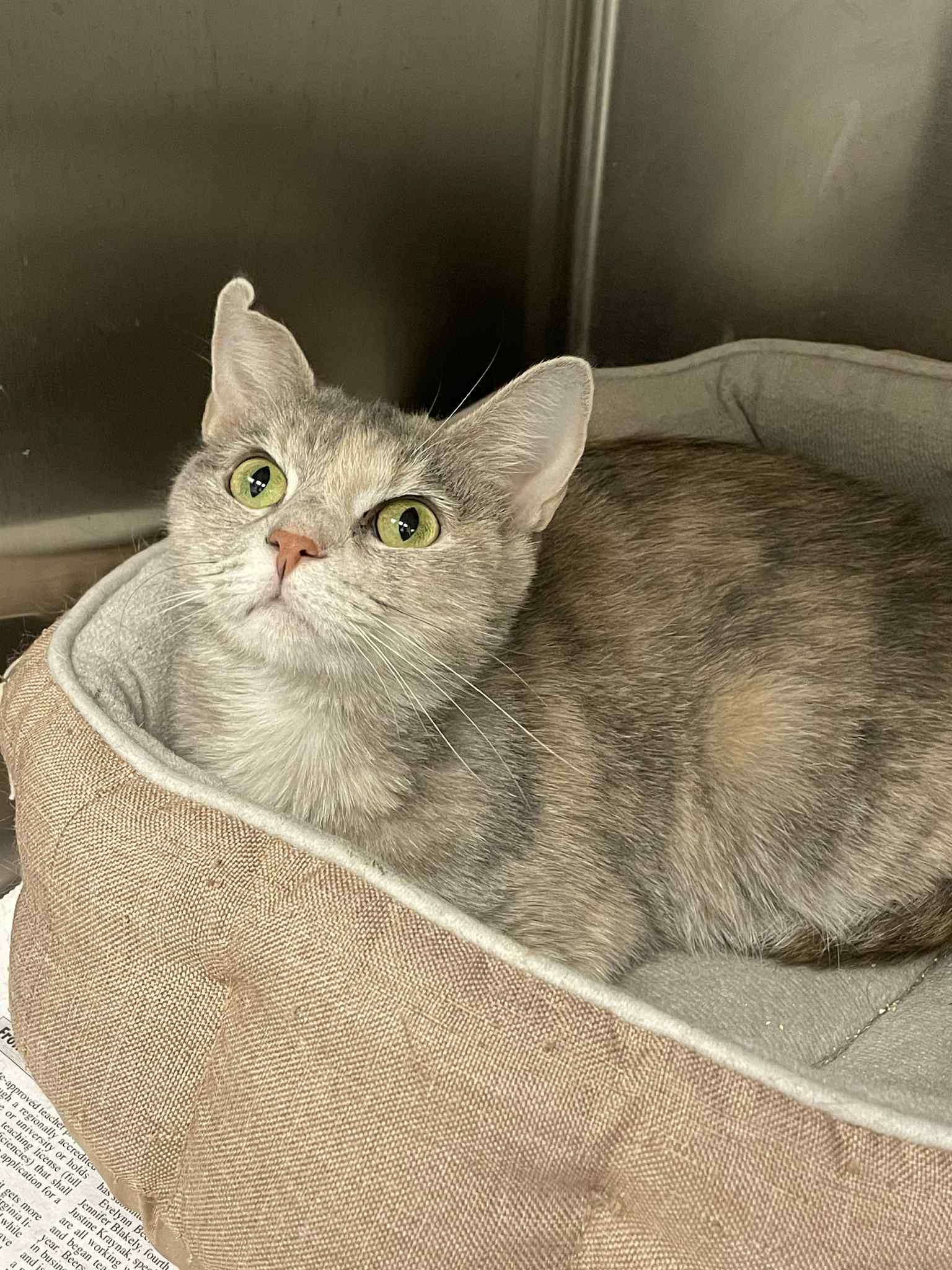 Enlarge Candy, a Adoptable Domestic Short Hair in Covington, VA image 1/1