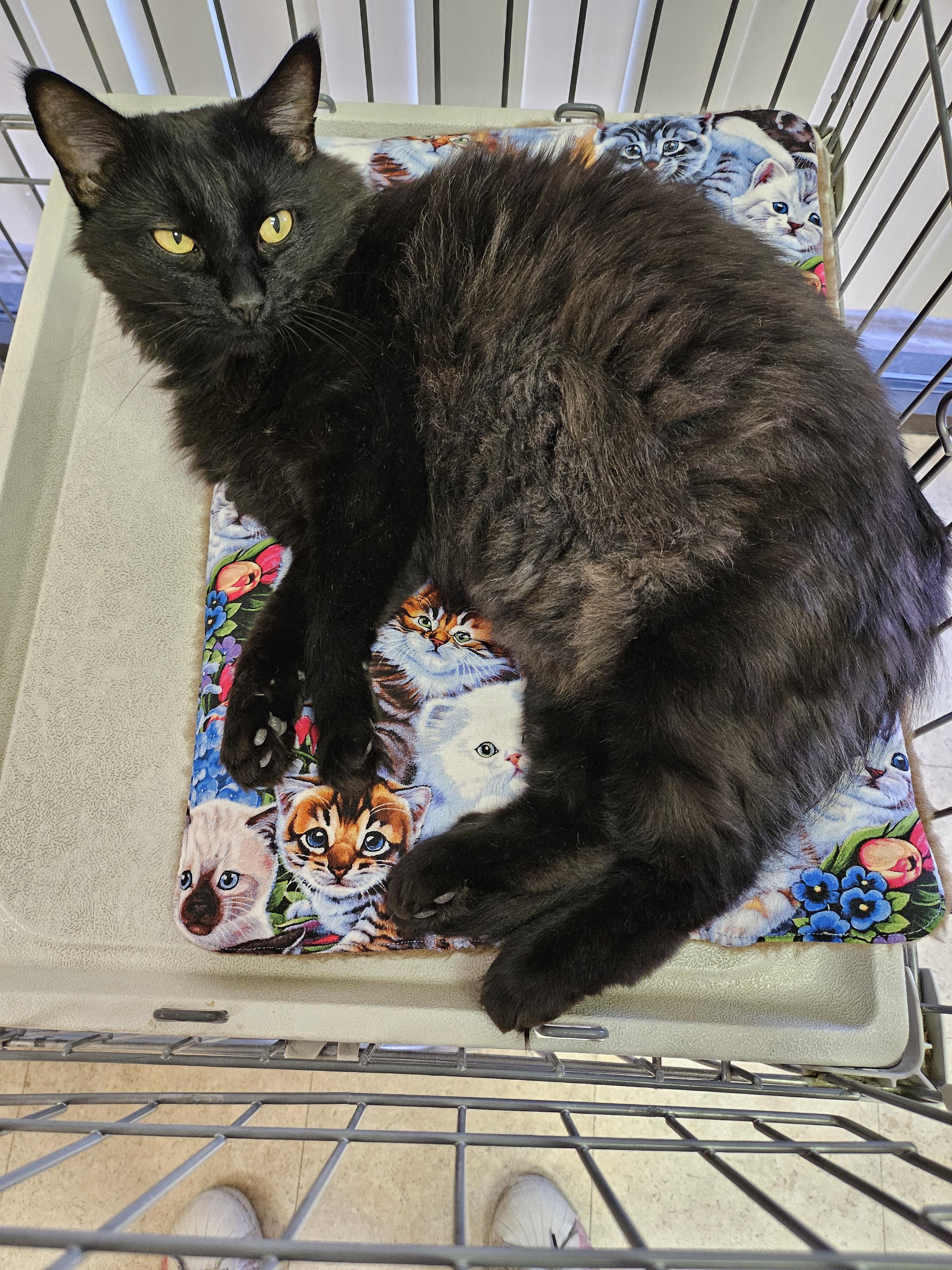 Sabrina, Adoptable, Adult Female Domestic Medium Hair.