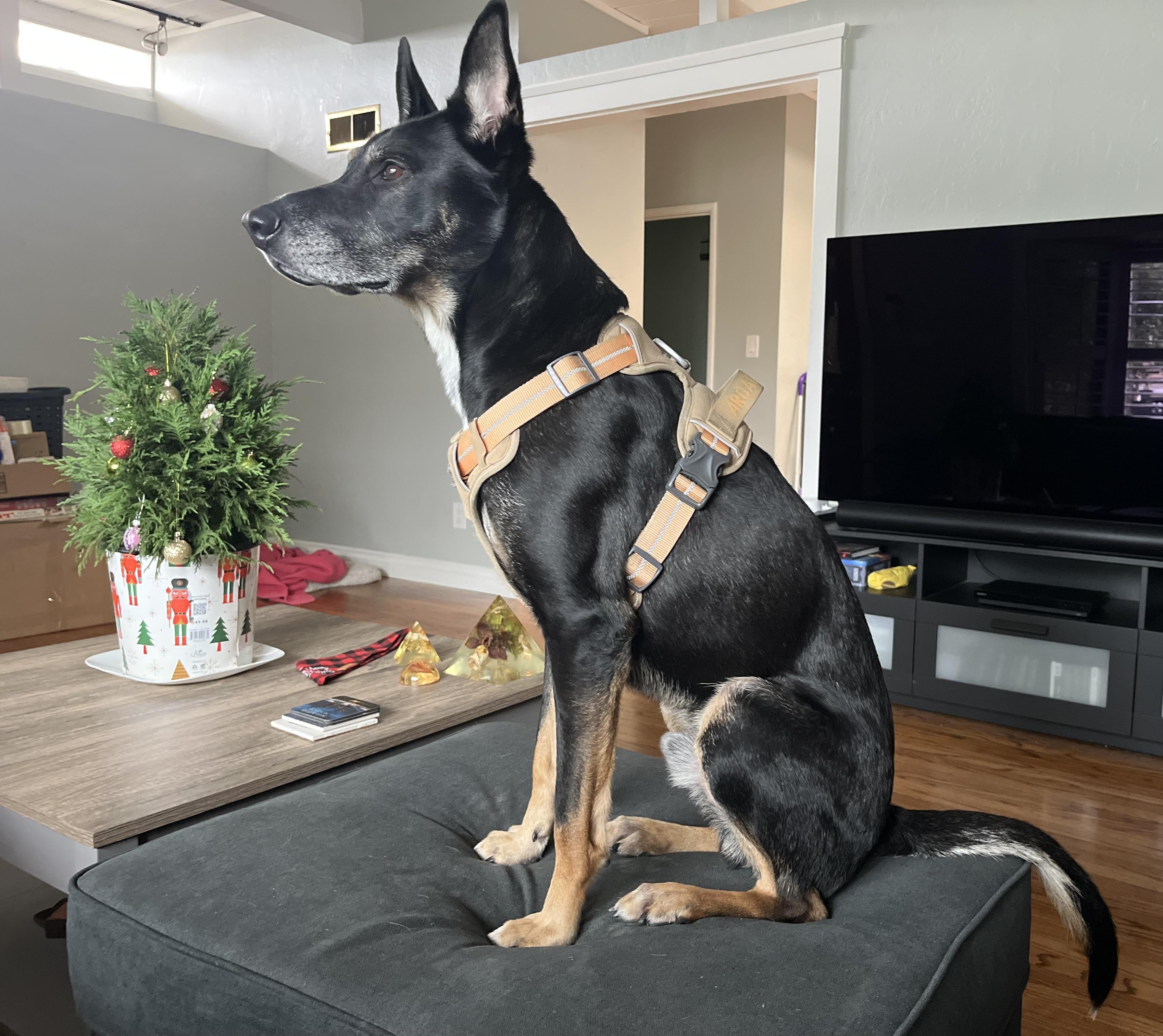 Sigmond, a Adoptable mixed breed in Hayward, CA image 2/6