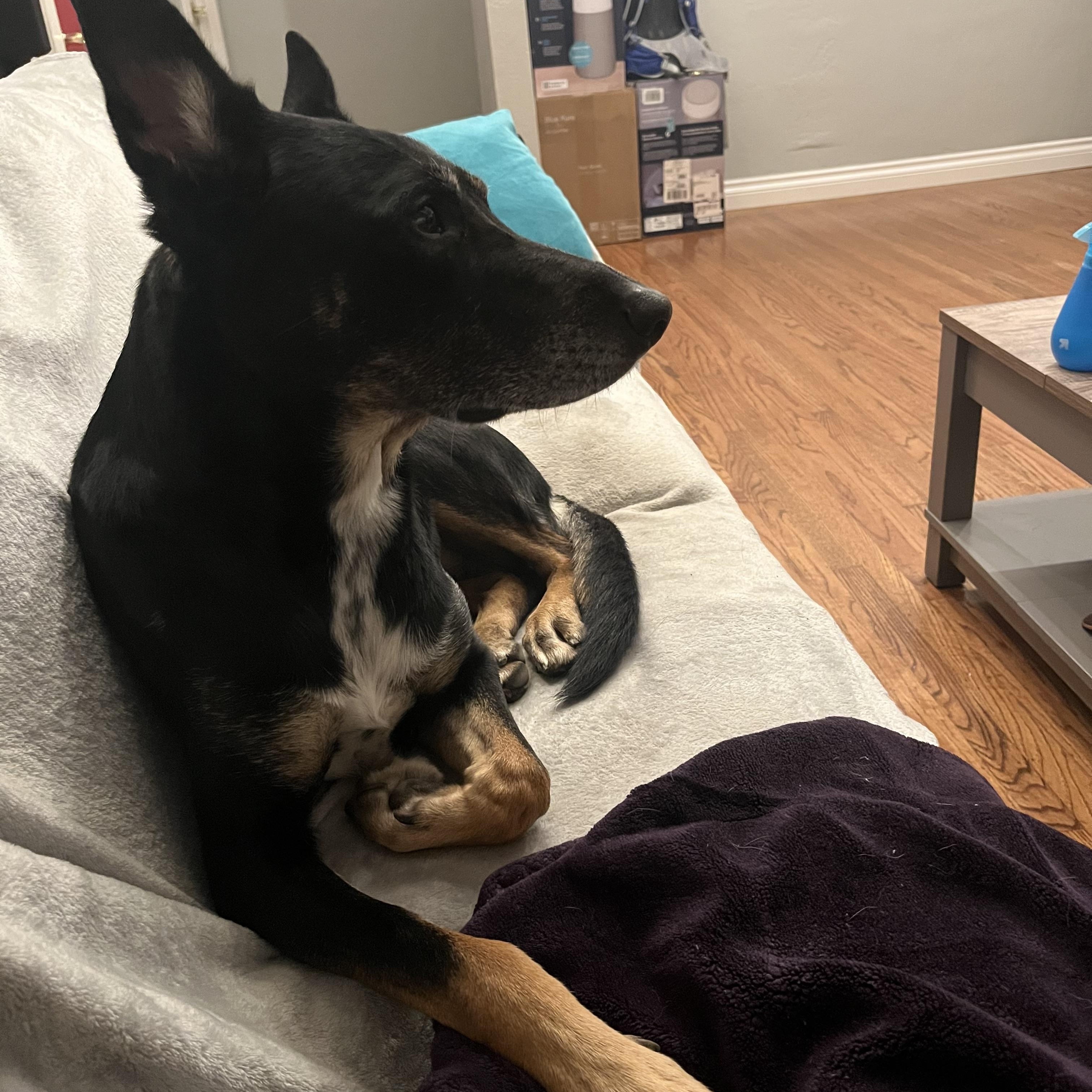 Sigmond, Adoptable, Senior Male German Shepherd Dog & Australian Kelpie.