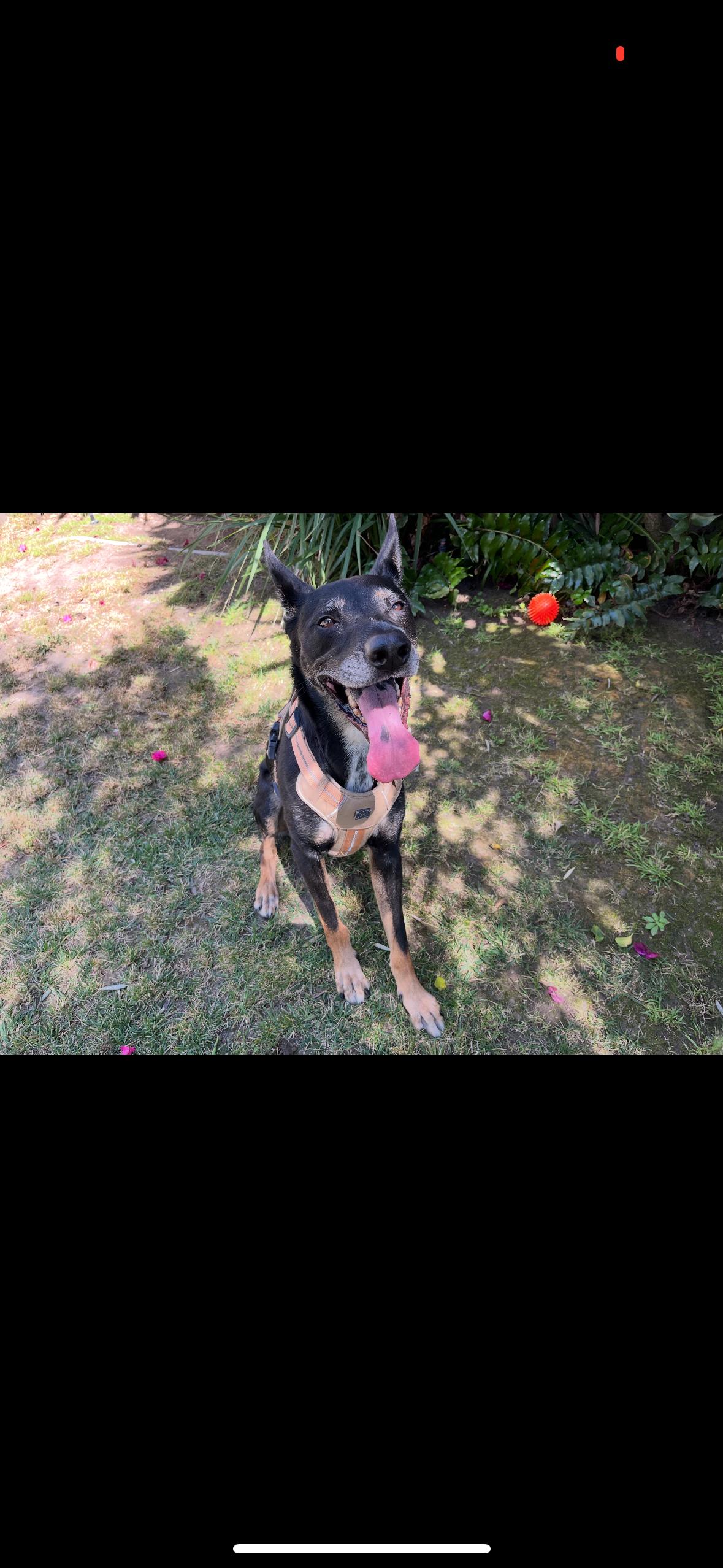 Sigmond, a Adoptable mixed breed in Hayward, CA image 6/6