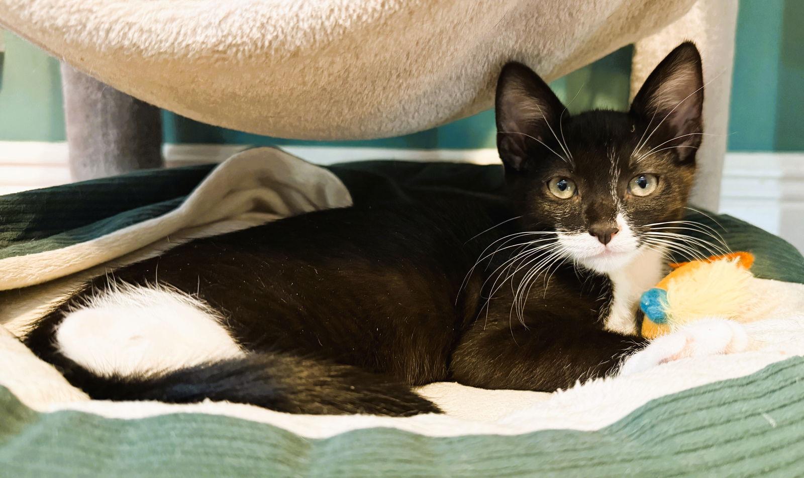 Ripto, Adoptable, Kitten Male Domestic Short Hair & Tuxedo.