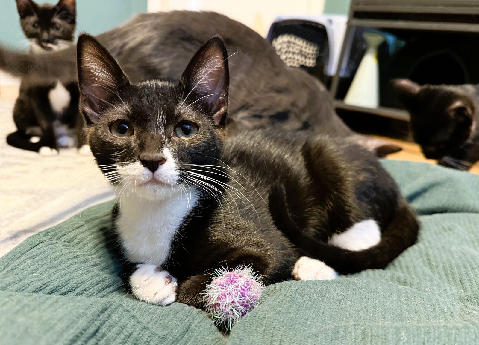 Enlarge Ripto, a Adoptable mixed breed in Lighthouse Point, FL image 2/3