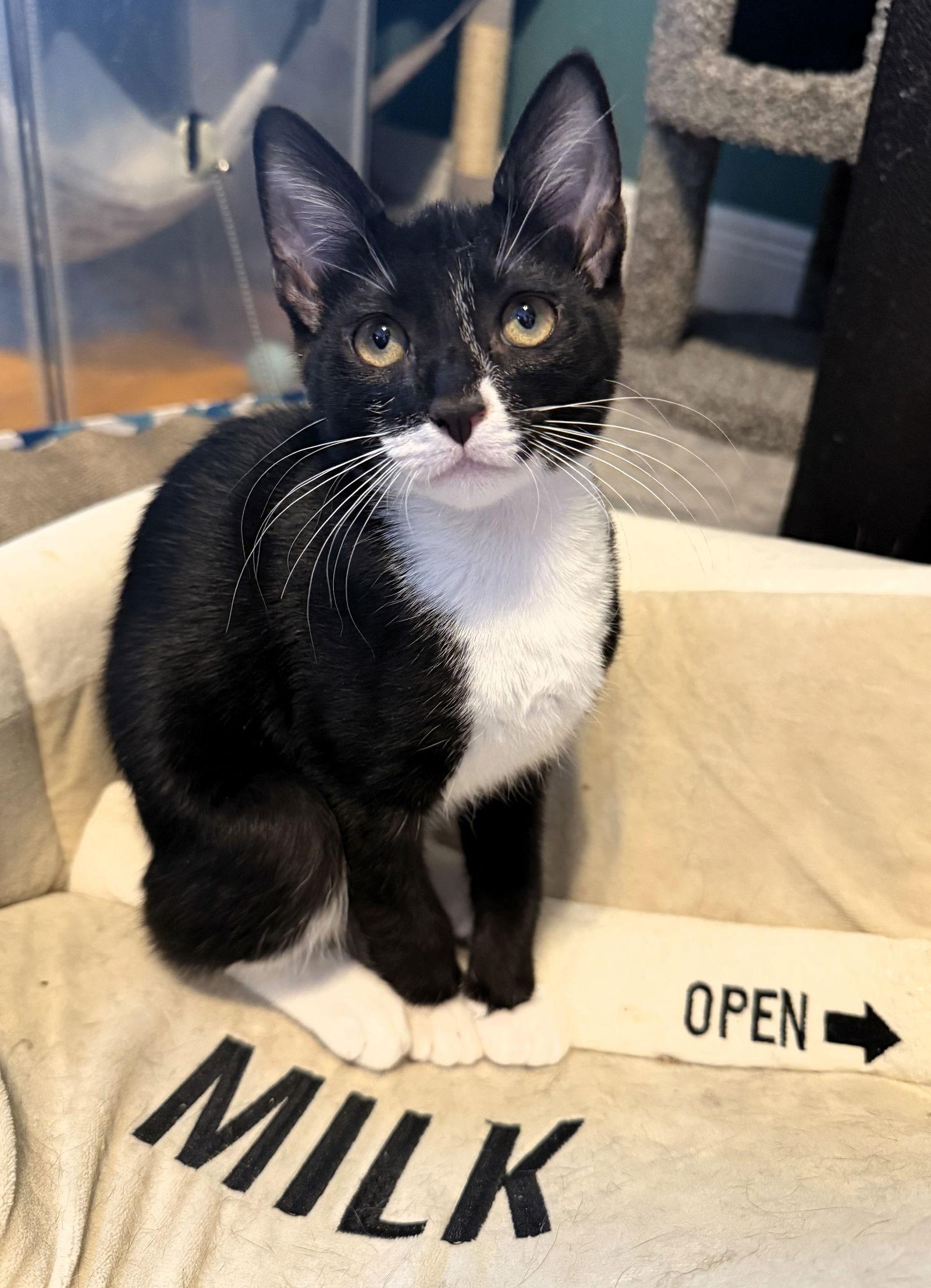 Enlarge Ripto, a Adoptable mixed breed in Lighthouse Point, FL image 3/3