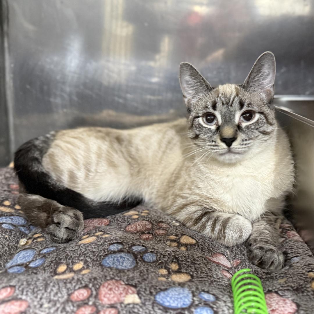 Holly, adopted, Young Female Siamese & Domestic Short Hair.