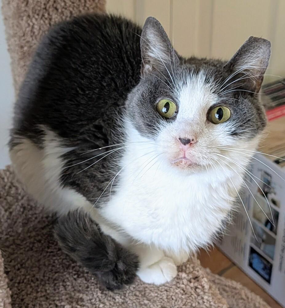 Enlarge Frederick, a Adoptable Domestic Short Hair in Louisa, VA image 1/6