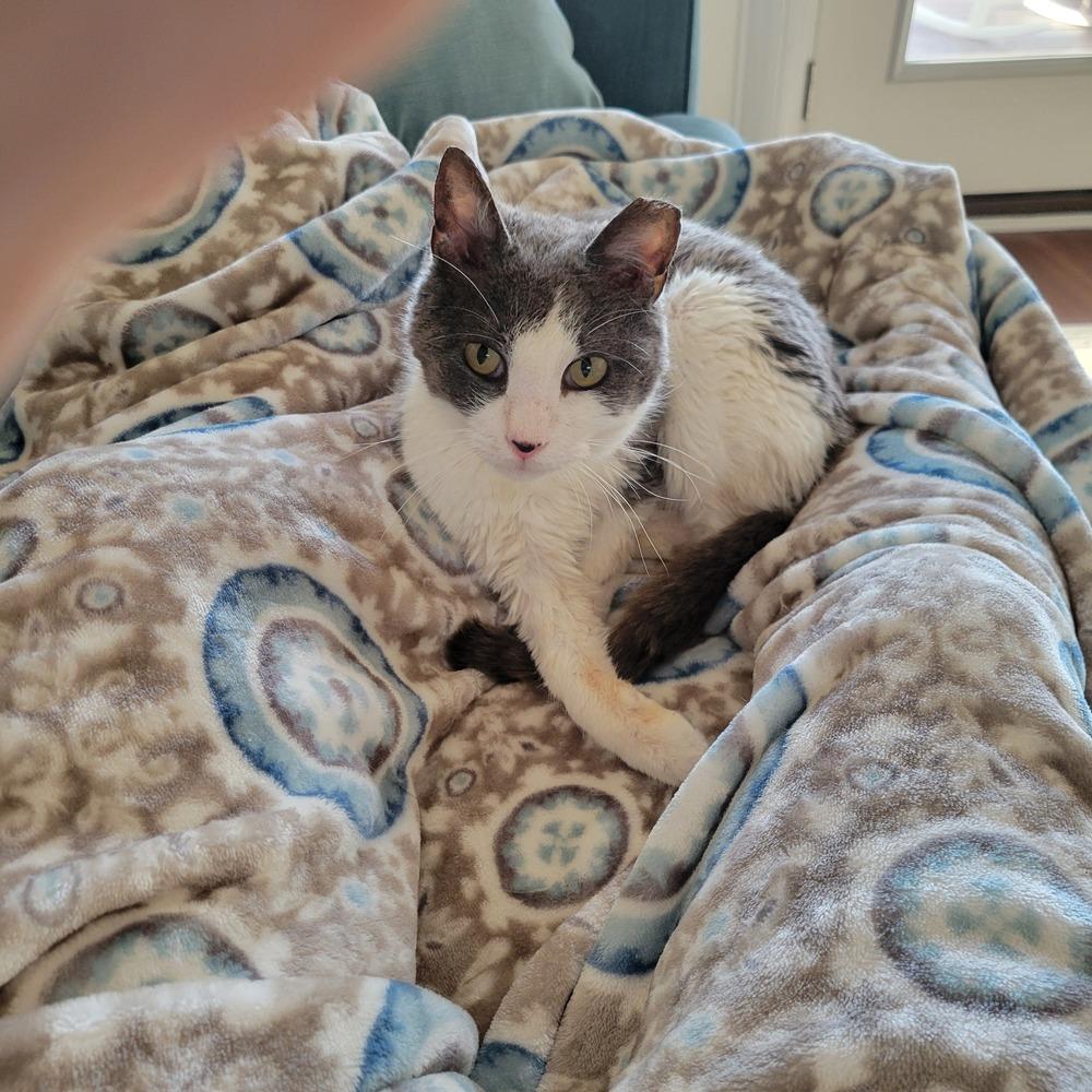 Frederick, Adoptable, Adult Male Domestic Short Hair.