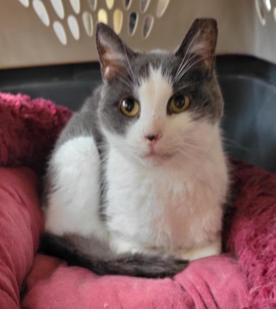 Enlarge Frederick, a Adoptable Domestic Short Hair in Louisa, VA image 2/5