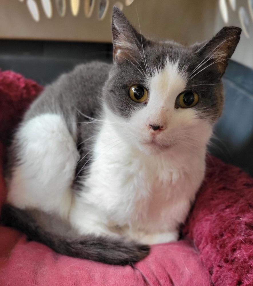 Enlarge Frederick, a Adoptable Domestic Short Hair in Louisa, VA image 3/5