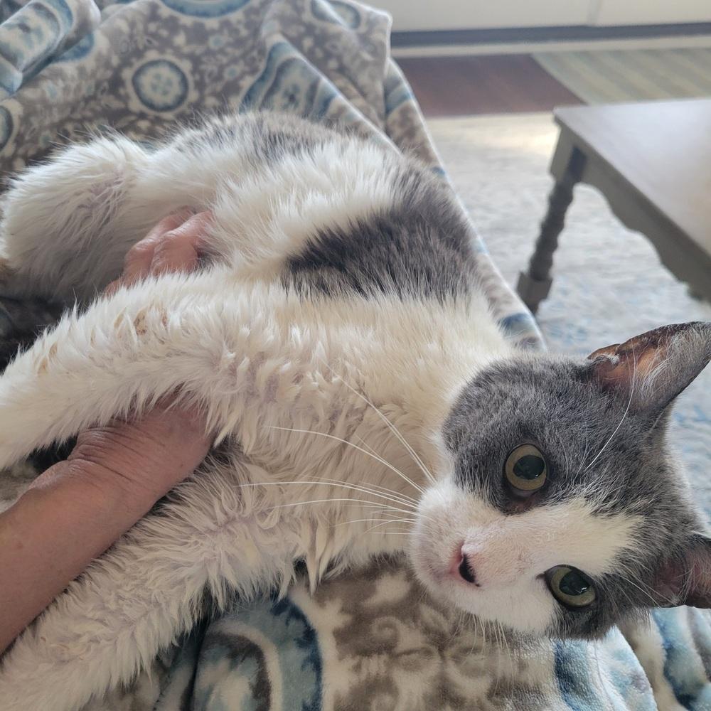 Enlarge Frederick, a Adoptable Domestic Short Hair in Louisa, VA image 4/5