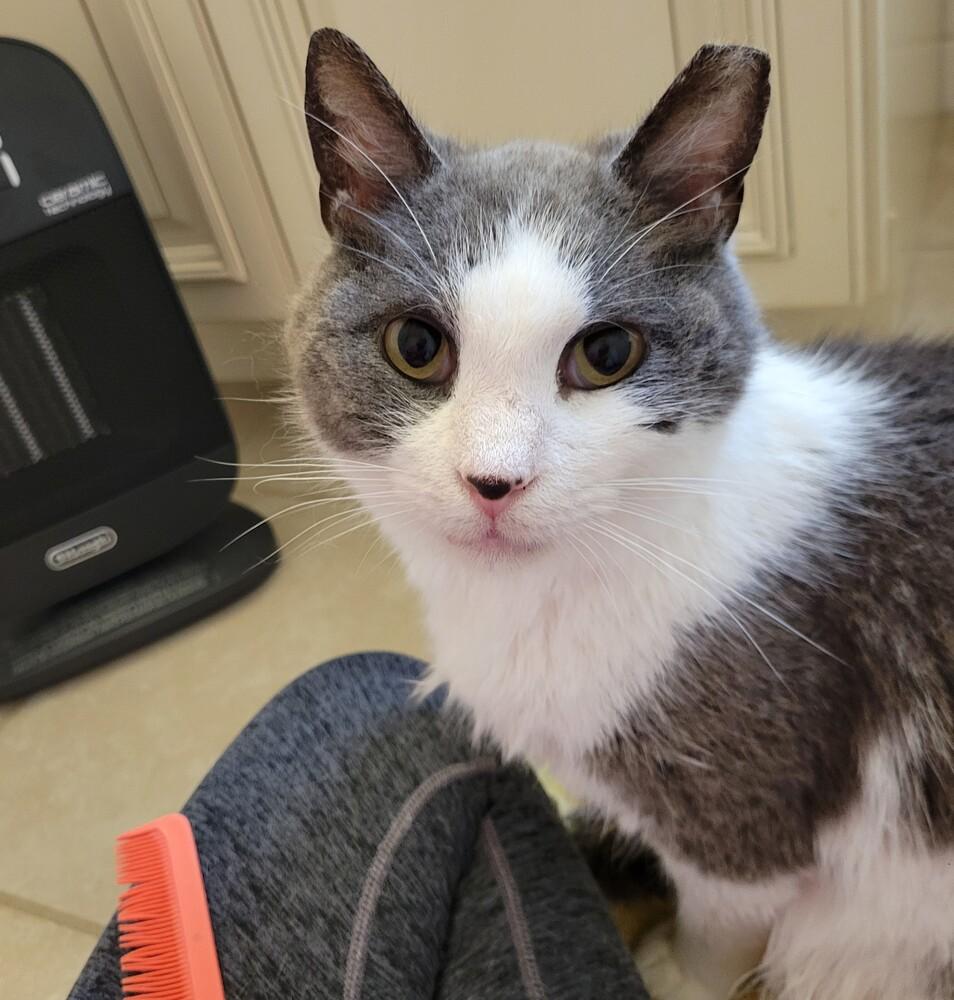 Enlarge Frederick, a Adoptable Domestic Short Hair in Louisa, VA image 5/5